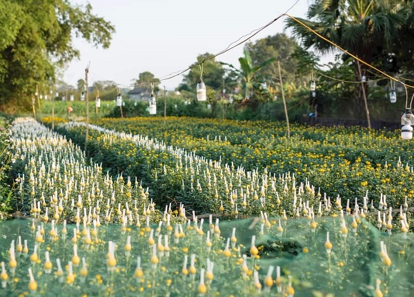 Người dân xã Thạch Định tất bật chăm sóc hoa phục vụ thị trường Tết