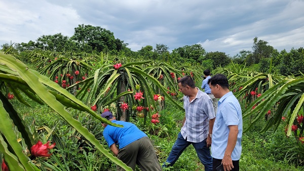 Huyện Thạch Thành: Đẩy mạnh chuyển đổi số trong xây dựng nông thôn mới